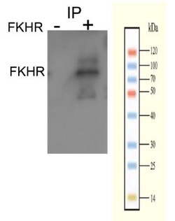 FoxO1/FKHR, p Ser256 Antibody, Novus Biologicals:Antibodies:Primary Antibodies